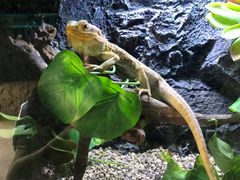 -海南热带野生动植物园
