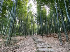 -宜兴龙背山森林公园