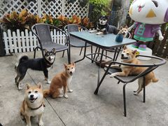 -柴犬高等学院·狗咖·柴犬售卖·宠物训练