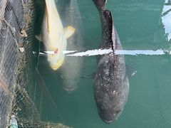 -蓝湾碧波·老字号·疍家非遗海上餐厅