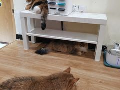 -滚猫咖啡·猫咖·猫友好撸猫(未来城店)