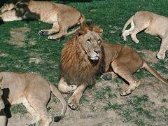 -北京野生动物园