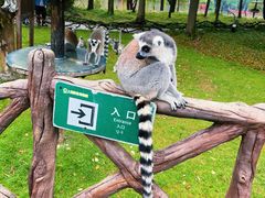 -上海野生动物园