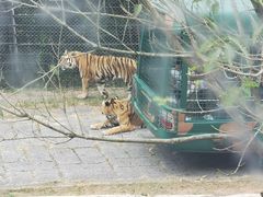 -深圳野生动物园