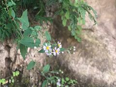 -鸡鸣山旅游风景区