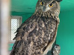 -西霞口神雕山野生动物世界