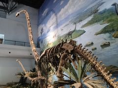 -自贡恐龙博物馆