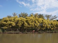 -大湾区中央湿地公园