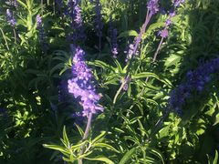 -莲花山花海