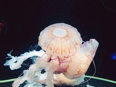 -成都浩海立方海洋公园