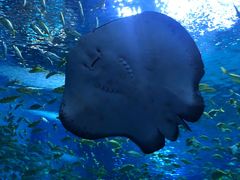 -上海海洋水族馆