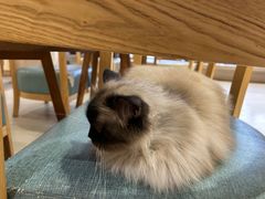 -藏猫猫咖啡主题馆(中央大道店)