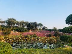 -大塘金香草谷