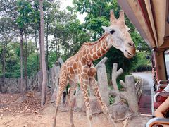 -清迈夜间动物园