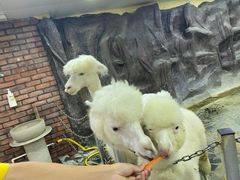 -上海大自然野生昆虫馆(东方明珠·爬宠昆虫探索中心)