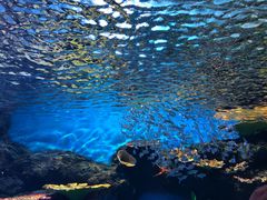 -华夏文旅海洋公园