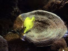 -凯莉-塔尔敦海洋生物水族馆