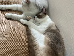 -中农国际动物医院24小时·猫科·骨科·急重症中心