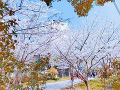 -高东镇樱花园