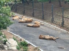 -大连森林动物园