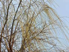 -桃花堤公园