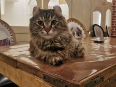 -猫小院猫主题餐厅(南锣旗舰店)