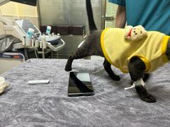 -动物缘宠物医院·骨科·猫科(西二环店)