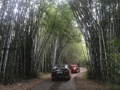 -海南热带野生动植物园