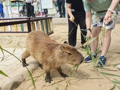 -西霞口神雕山野生动物世界