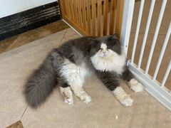 -Catmate·猫肥家润(金润铂宫店)