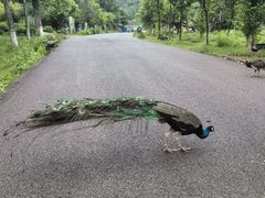 -云南野生动物园