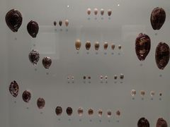 -青岛贝壳博物馆