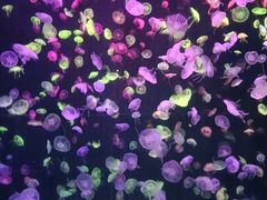 -珠海长隆海洋王国