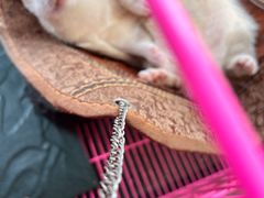 -南京Hallo宠物乐园·哈罗犬舍·柴犬繁育基地