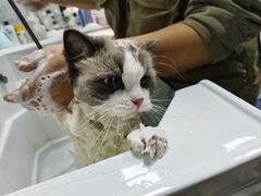 -老吴的猫·猫舍(新区店)