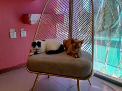 -藏猫猫咖啡主题馆(中央大道店)