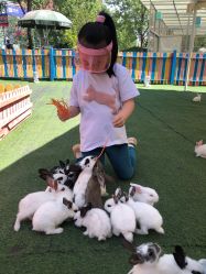 -萌宠亲子动物乐园(槐房万达店)