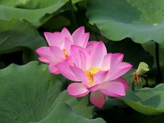 -莲花池公园