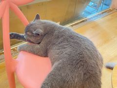 -猫咪派对(江南西店)