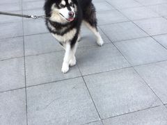 -木渎影视城