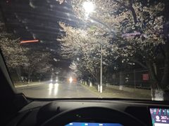 -高东镇樱花园