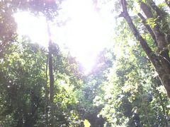 -莫里热带雨林景区