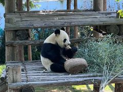 -西霞口神雕山野生动物世界