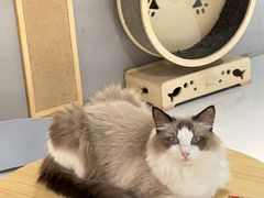 -豆逗聊愈猫阁Easy Life
