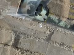 -喵屿·大理花园猫咖