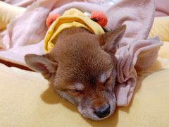 -逗柴咖啡屋·狗咖猫咖宠物桌游