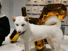 -柴务处·柴犬主题狗咖