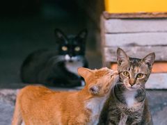 -东方名猫馆·英短金渐层布偶猫舍(环线广场1号楼店)