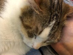 -万小咖.猫咖(中山路天虹店)