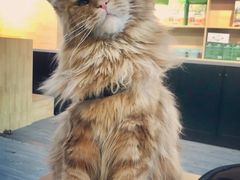-猫十亿·布偶金渐层·曼基康矮脚猫舍(青年路店)